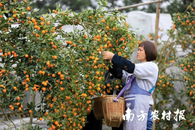 图片来源：融安县融媒体中心