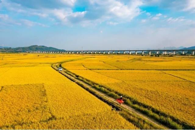 广东丝苗米，有“中国米中之王”的美称。