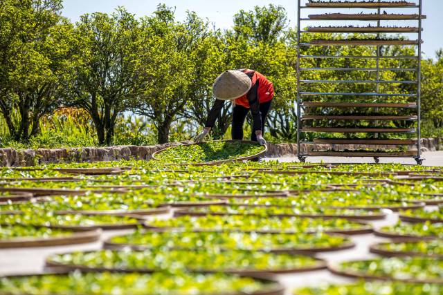 潮州凤凰单丛，属中国六大茗茶之一的“乌龙茶”，茶香百种，被誉为“茶中香水”。