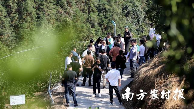 10月31日，在广西柳州市融安县大将镇设洞村，外地水果经销商、连锁渠道商和网络带货达人在金桔园里参观。（覃庆和 摄）