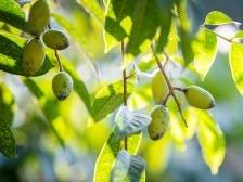 潮州市潮安区文祠镇：科技助力橄榄产业“回甘”