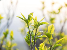 广东茶，一片叶子的奇妙旅程