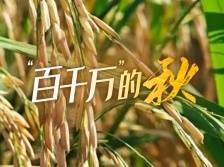 稻谷飘香！石碣起航广场晚稻收割了！