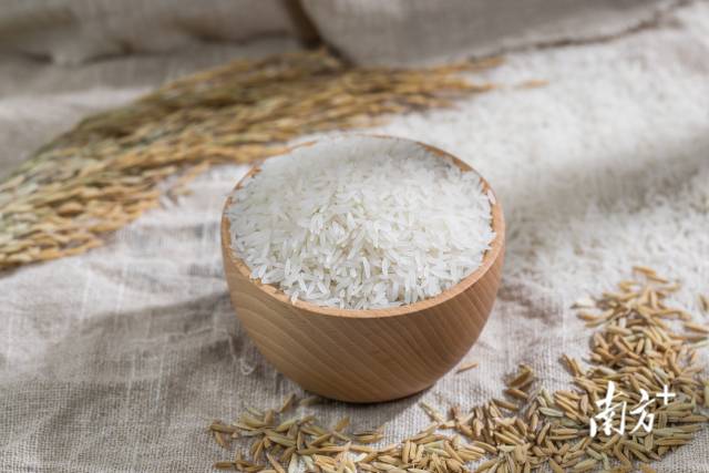广东丝苗米以晶莹剔透，米粒细长，满口含香在大米界久负盛名。