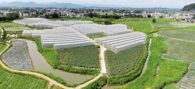 懷集縣蔬菜生產(chǎn)基地