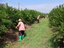 江门恩平市沙湖镇和平村：归国华侨把荒坡变成柑园