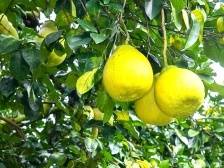 视觉｜梅县金柚，上市！预计总产量66万吨