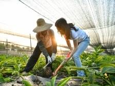 清远市佛冈县水头镇：小魔芋施展“大魔力”，镇里种出致富果