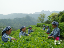 赴约第五届广东茶叶产业大会，各地有啥王牌？｜上篇