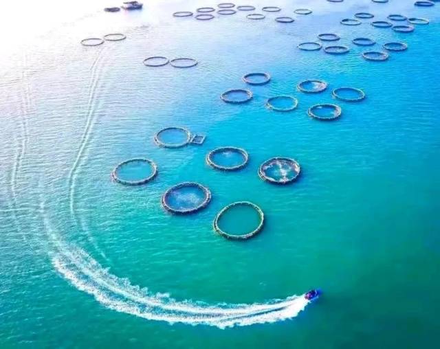 湛江海域生态环境优越。