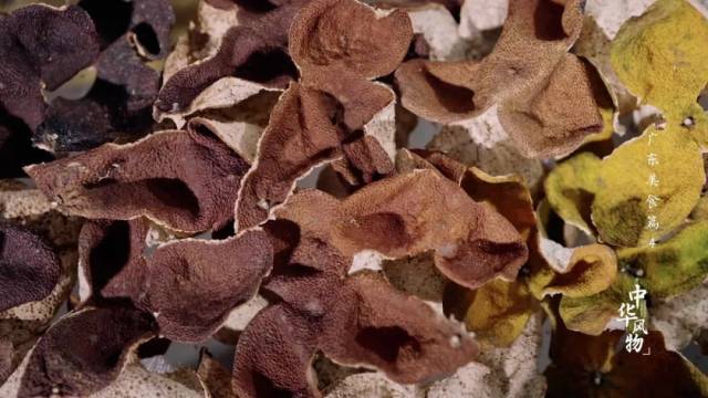 新会陈皮登上央视纪录片《中华风物》。