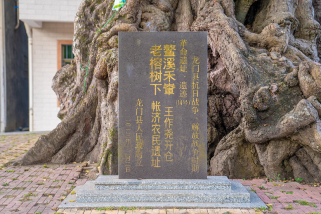 古樹見證了村中代代人的歷史,。