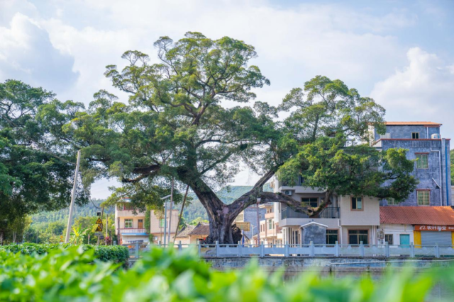 龙门县麻榨镇中心村的千年古树。谢进扬 摄