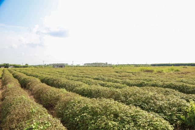 南药飘香迎丰收。