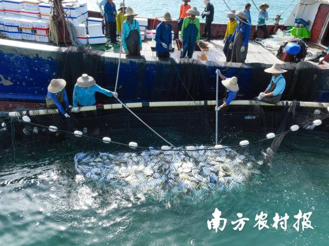广东阳江，渔夷易近们在收获金鲳