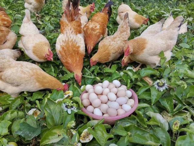 封开杏花鸡，广东四大名鸡之一。