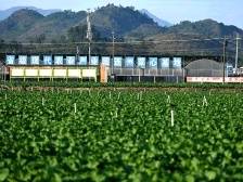 清远连州市河田村：黑科技种好“百亿”菜心