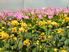 云浮市云城区前锋镇：深掘镇域发展的“绿色密码”