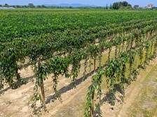 沙质土种出“金棍棍”！惠州惠阳新圩村解锁“致富密码”