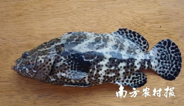 虎龍雜交斑,，是廣東首個(gè)海水魚(yú)新品種