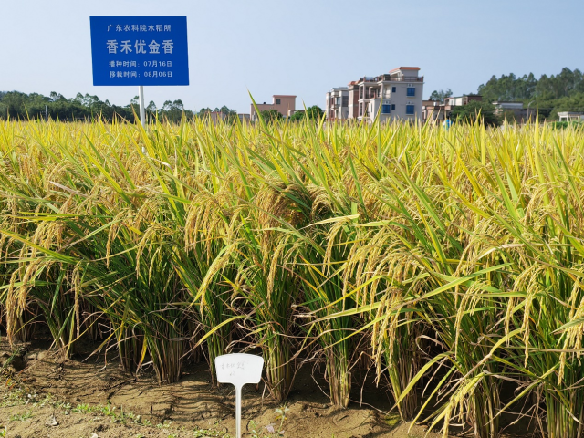 优质丝苗米展示品种