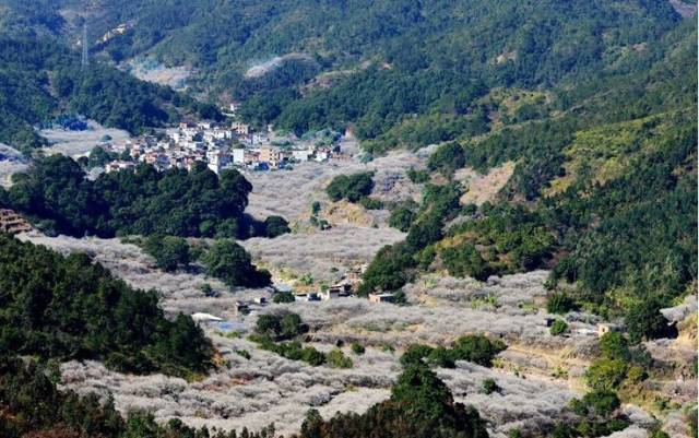 陆河是中国青梅之乡