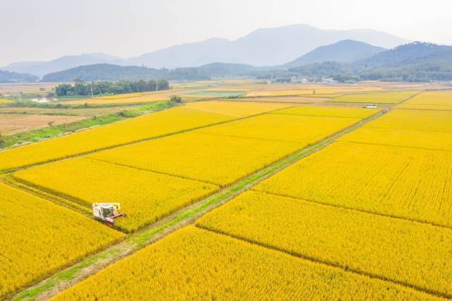 广东江门，晚稻开镰喜丰收。