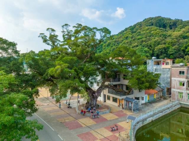 千年古树与村民房屋和谐“共生”。