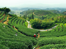 一文盘点你不能错过的河源好茶！