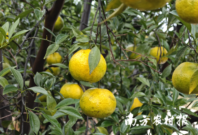 新会“二红柑”。李卓然 摄