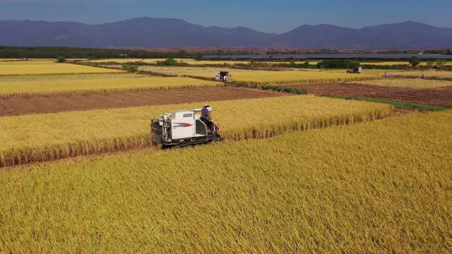 始兴县水稻高产优质示范区稻田。（受访者供图）