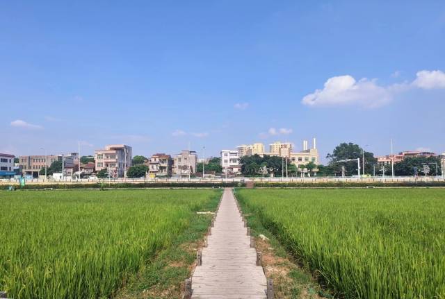 茶山镇上元稻田公园