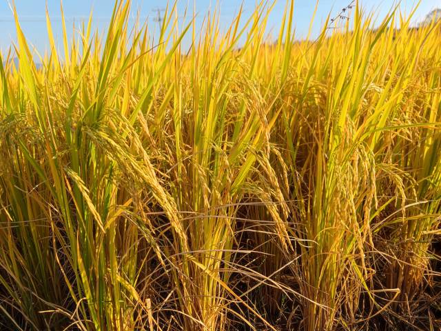 始兴县水稻优异高产树模区从1000亩稳步扩展到3000亩。（受访者供图）