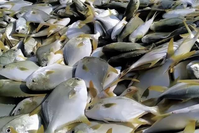 广东湛江金鲳鱼热销全国。