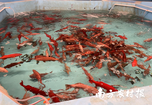 近些年来，淡水鱼养殖种类不断泛起，图为广东阳西县某基地繁育的东星斑