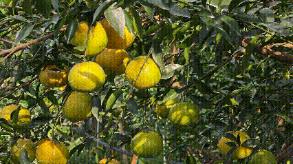 新会“二红柑”全面采摘上市。李卓然 摄