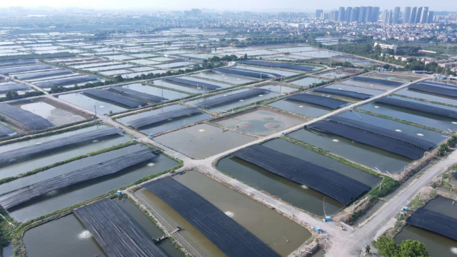 中山是全国最大的供港澳鲜活水产品生产基地。