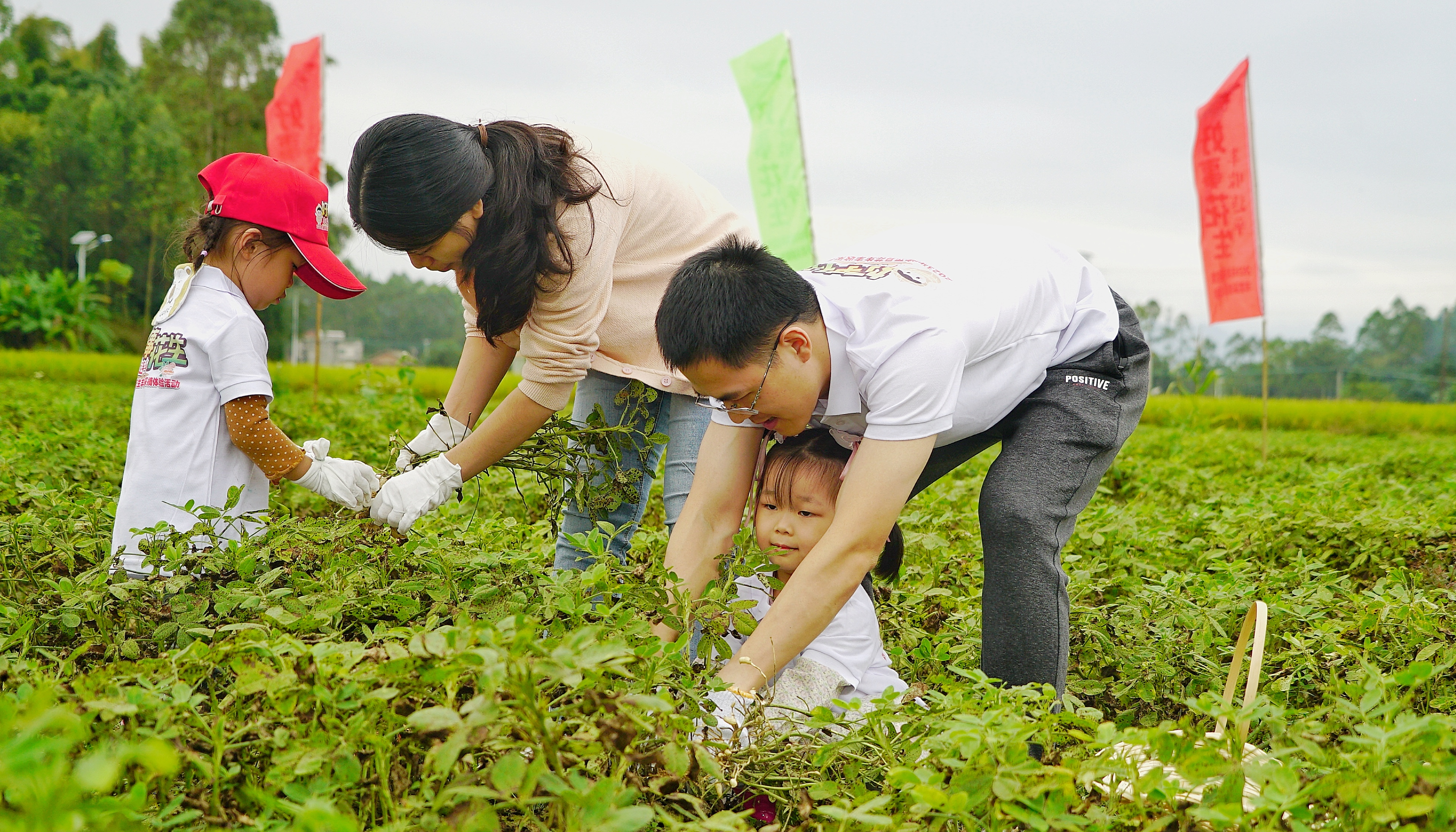 體驗農(nóng)趣,，好事“花”生！連平忠信舉行花生采摘體驗活動