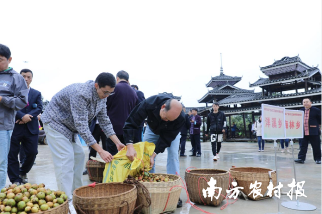 将油茶果倒入箩筐中。