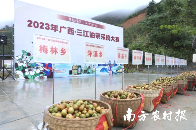 每个乡镇代表队都采摘了满满一箩筐的油茶果。