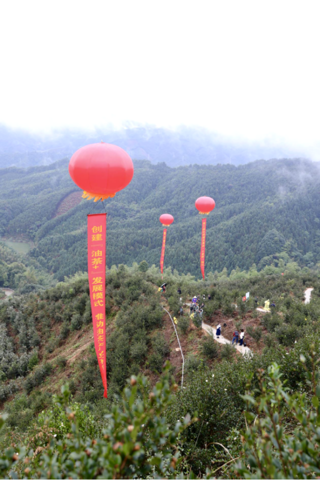 “粤桂情深，江川‘油’礼”2023年广西三江油茶采摘大赛现场。