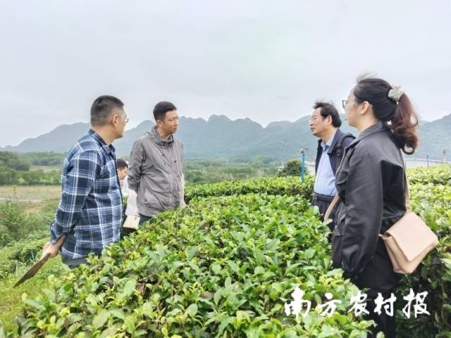 专家团队赴广东思茶科技发展有限公司进行考察指导