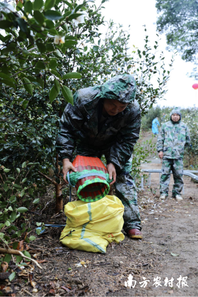 选手将采得的油茶果倒进编织袋中，以便称重。