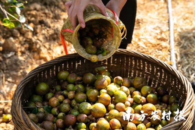 收获满框的油茶果