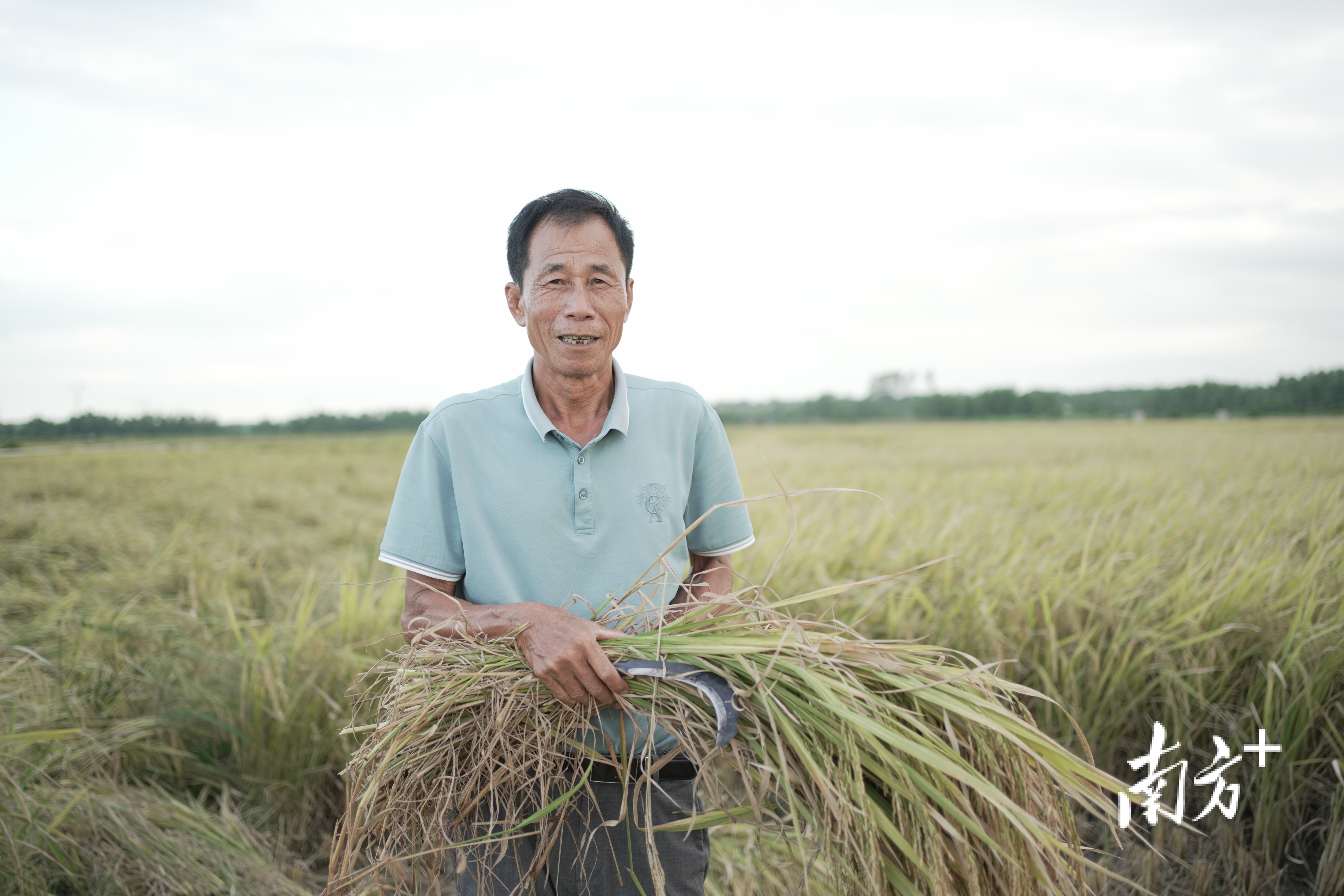 种植小户林开平。