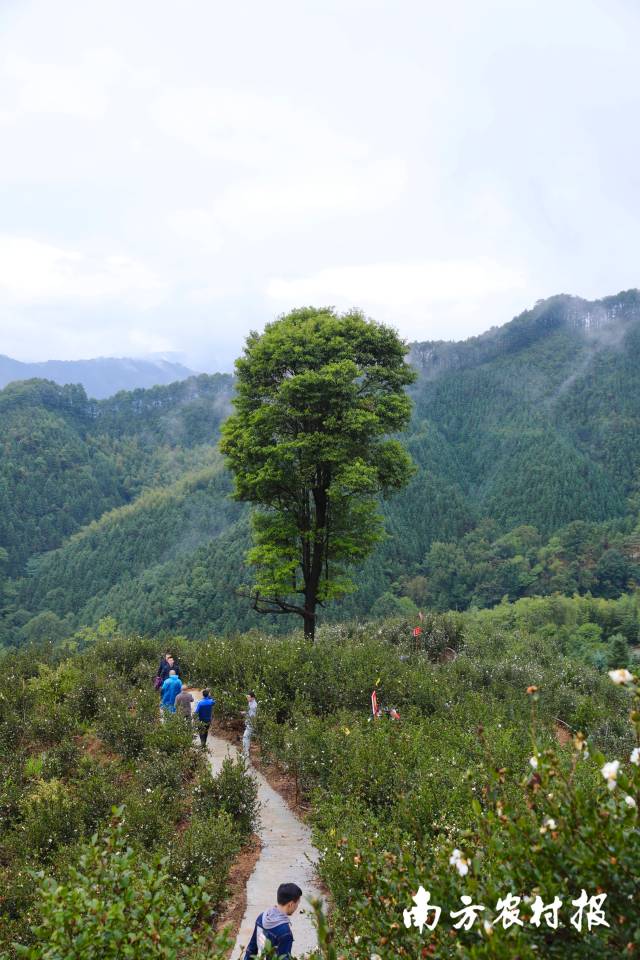 在中国广西东北部，与湖南、贵州接壤的神秘边界，孕育了中国著名的油茶之乡，这就是有着广西油海之称的三江侗族自治县。春去秋来，油茶花白果金黄，又是一年丰收季