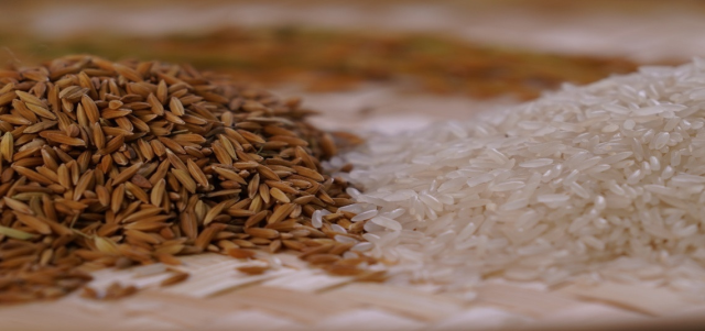 你吃的“马坝油粘米”是真的吗？真假如何辨别
