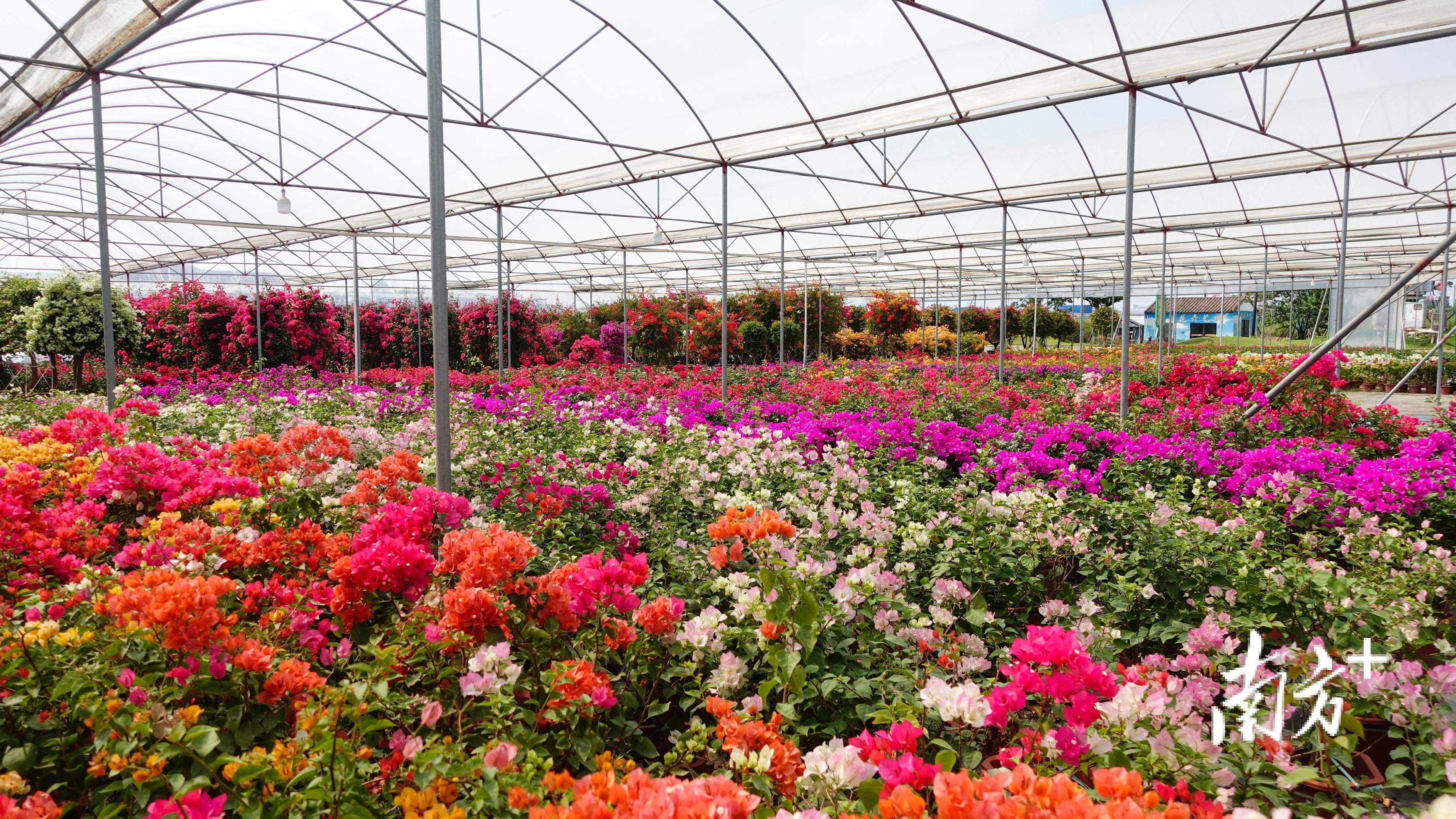 横栏镇是华南地区三角梅种类最齐全的生产基地。南方+ 李姗恒 拍摄