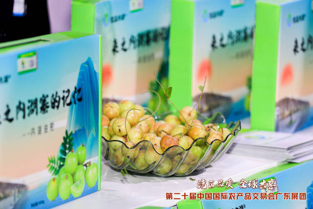 广东特色水果油柑。