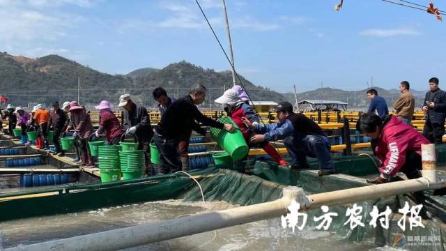 宁德福鼎市，渔民在网箱投放大黄鱼苗